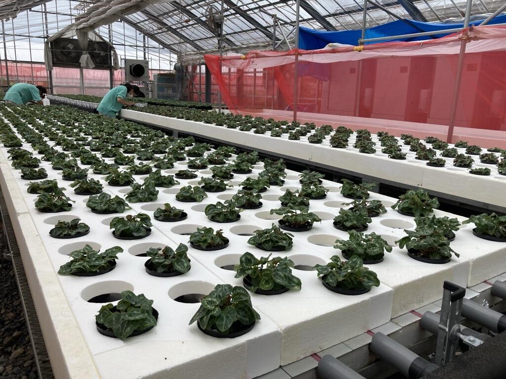 京都府立京都農林學校桂會 桂 第百號記念特輯號 京都府立桂高等学校 | 学科紹介 : 専門学科ブログ